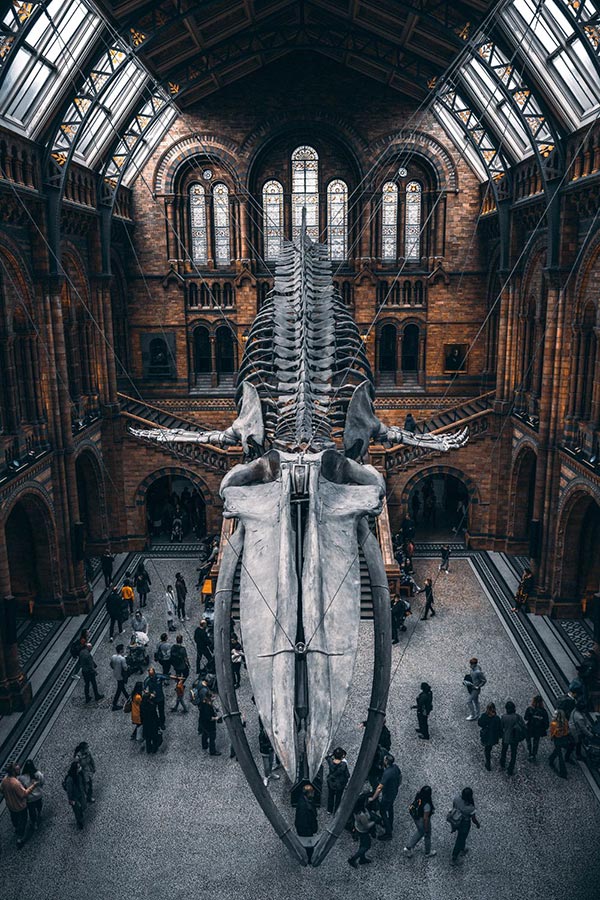 Natural History Museum