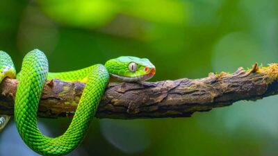 2025 metai pagal gyvūną